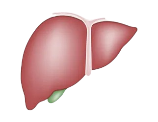 Liver